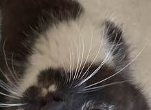 kitten kitten