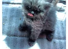 pure persian cat pure persian cat
