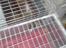 vendre elevage lapins vendre elevage lapins