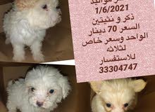كلب شيتزو كلب شيتزو