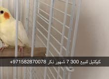 bird for sale