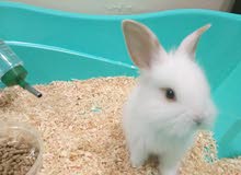 White Cute Bunny for sale White Cute Bunny for sale