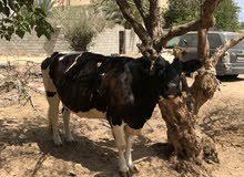 بقرة حائل ما شاء الله صحيحة سمينة كاملة شروط الاضحية بقرة حائل ما شاء الله صحيحة سمينة كاملة شروط الاضحية