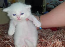 Kittens British Longhair white Male 1 months Kittens British Longhair white Male 1 months