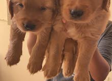 pure bred Golden retriever pups pure bred Golden retriever pups