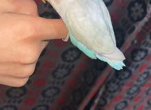 للبيع فرخ لوف بيرد للبيع فرخ لوف بيرد