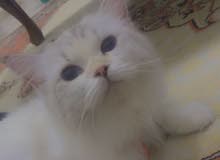 قطه شيرازي قطه شيرازي