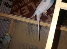 طيره حب طيره حب