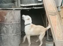 كلب لبيع ماخذ لقاح وبيه دفتر لقاح العنوان بصره شط العرب