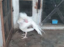 parrot beak long tail India  top quality age 6 month big height heavy body