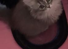 قطه للبيع قطه للبيع