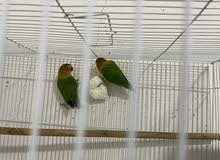 Love Birds pair for sale Love Birds pair for sale