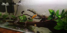 30 gallon aqarium with breeding pairs of molly fish 30 gallon aqarium with breeding pairs of molly fish