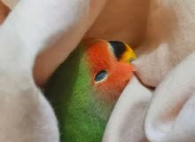فرصة للتدريب فرخ LOVE bird فرصة للتدريب فرخ LOVE bird