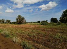 مشروع زراعي حيواني مشروع زراعي حيواني