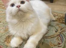 نوعيه persian نوعيه persian