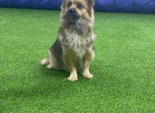 corgi long hair corgi long hair