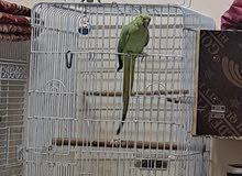 breading Green parrot pair