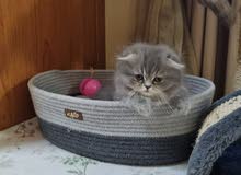 سكوتش فولد Scottish fold سكوتش فولد Scottish fold