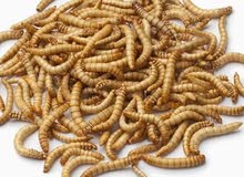 دود القبابي الميل ورم الحي دود القبابي الميل ورم الحي