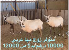 غزلان المها العربي غزلان المها العربي