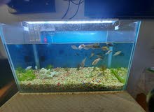 fish with fish Tank light and water fillyer fish with fish Tank light and water fillyer