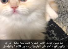 قط صغير ذكر العمر 40 يوم شيرازي بيور قط صغير ذكر العمر 40 يوم شيرازي بيور