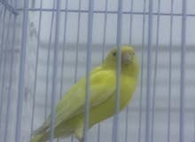 كناريات ذكوره تغريد قوي كناريات ذكوره تغريد قوي