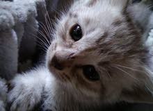 tabby sliver short hair tabby sliver short hair