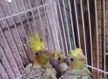 افراخ كوكتيل افراخ كوكتيل