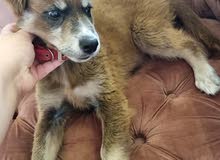 golden retriever mix golden retriever mix