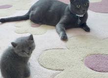 Russian Blue cat female Russian Blue cat female