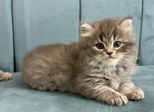 Himalayan-British Kitten