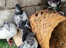 طيور للبيع طيور للبيع