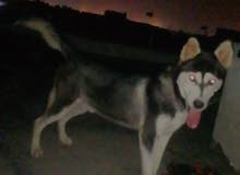 كلب هاسكي ذكر أليف جدآ مكاني بصره كلب هاسكي ذكر أليف جدآ مكاني بصره