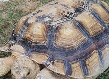 Tortoise for sale Tortoise for sale