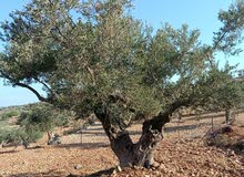 Mixed Use Land for Sale in Ramallah and Al-Bireh Kaubar