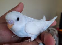 young budgies available young budgies available