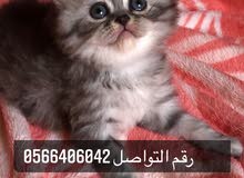 انثى شيرازي سيبيري للحجز العمر 35 جميله جدا لون العيون زرقاءمع كامل اغراضها انثى شيرازي سيبيري للحجز العمر 35 جميله جدا لون العيون زرقاءمع كامل اغراضها