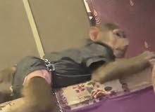 قرده انثي لعوبه للبيع قرده انثي لعوبه للبيع