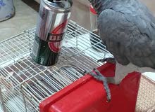 ببغاء للبيع ببغاء للبيع