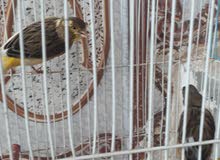 طيور كناري مبزرات طيور كناري مبزرات