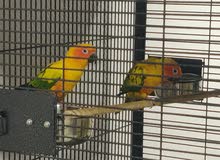 Sun conure Breeding pair Sun conure Breeding pair