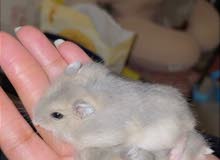 هامستر روسي قزم hamster for adoption هامستر روسي قزم hamster for adoption