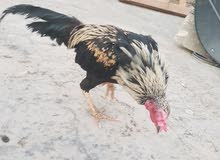 ديج عرب ديج عرب