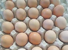 Local Chicken Fresh eggs. دجاج محلي بيض طازج Local Chicken Fresh eggs. دجاج محلي بيض طازج