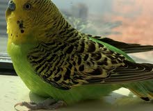 4 budgies for sale 4 budgies for sale