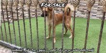 كلب مكس بريد كلب مكس بريد