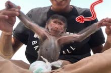 مطلوب قرد صغير ل عائله مطلوب قرد صغير ل عائله