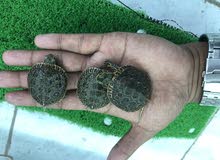 turtles turtles